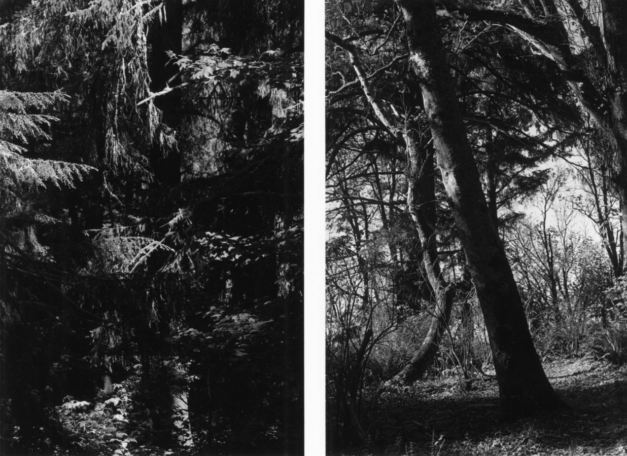 Two black-and-white vertical photographs of tree branches and tree trunks
