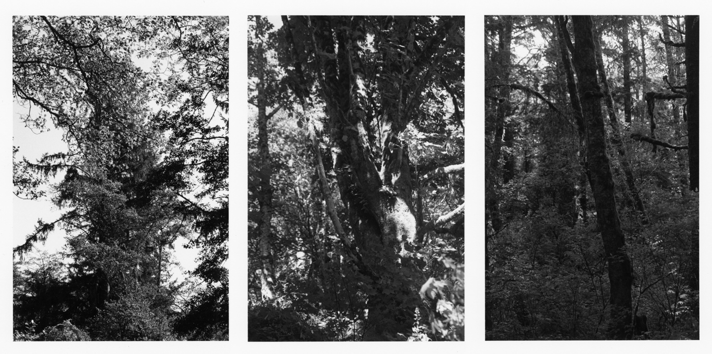 Three black-and-white vertical photographs showing details of tree branches and tree trunks in a dense forest