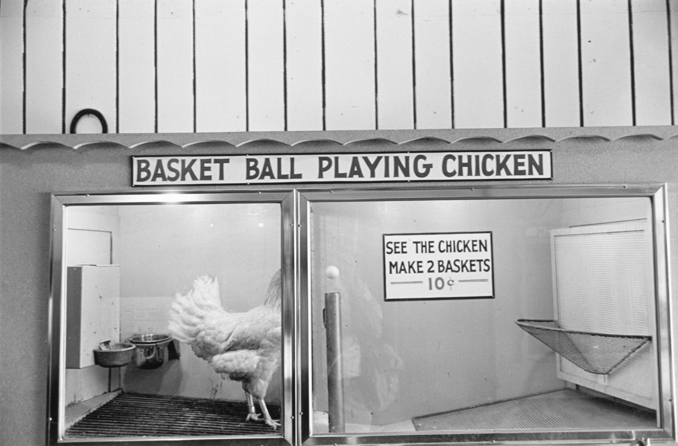 Black-and-white photograph of a basket ball playing chicken attraction
