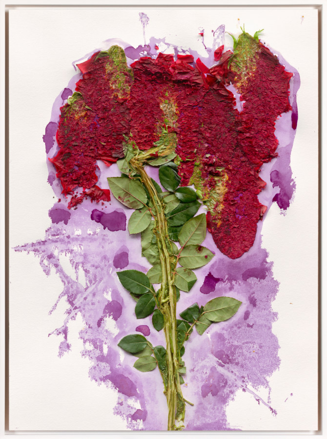 Image of crushed red flowers and green leaves, with purple dye from the flowers staining a white background