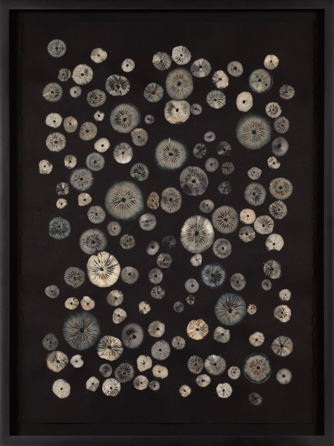 Tan and beige imprints of the underside gills of various circular mushrooms arranged randomly on black paper