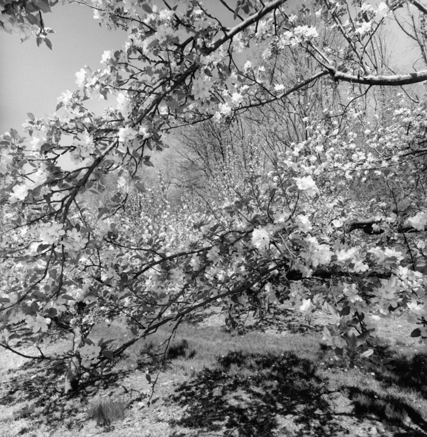 Black-and-white photograph of branches of a cherry blossom tree