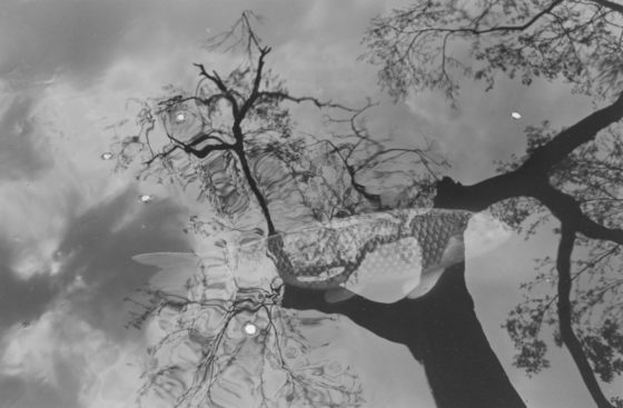 Kyoto, 1981, gelatin-silver print