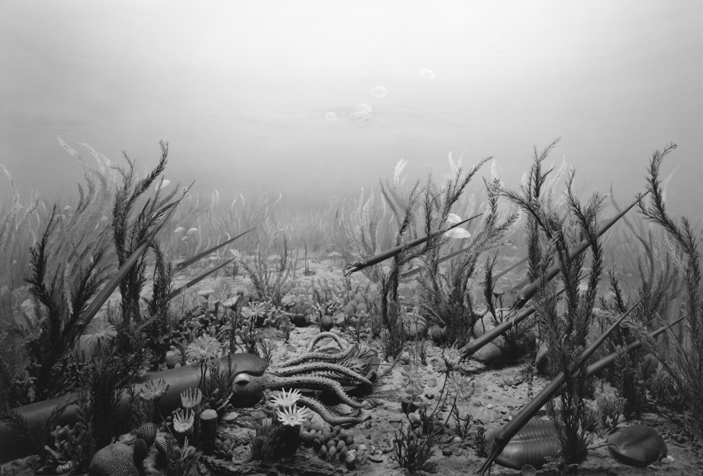 Black-and-white photograph of a museum diorama of prehistoric squid on the seafloor