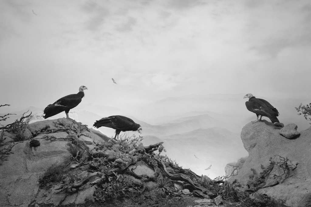 Black-and-white photograph of a museum diorama of three vultures sitting on a rocky outcrop against a mountainous background