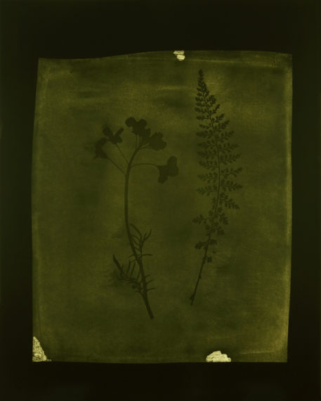 Asplenium Halleri, Grande Chartreuse 1821 - Cardamine Pratensis, April 1839, 2008, toned gelatin-silver print