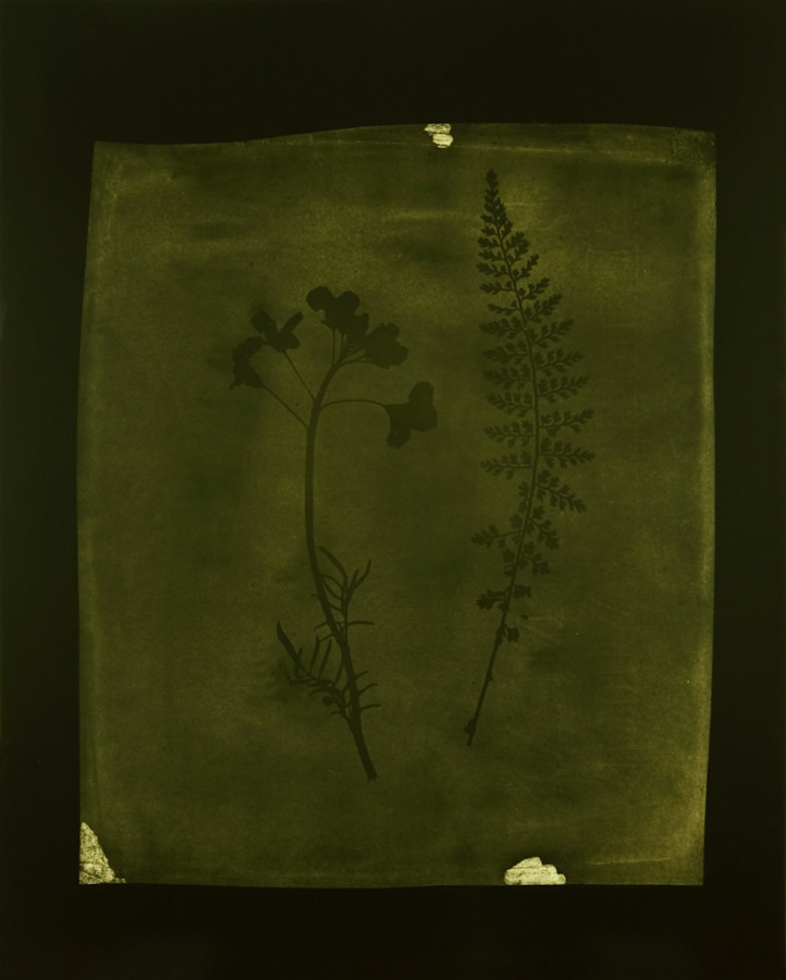Olive-green toned photograph of a sprig of flowers next to fern leaves
