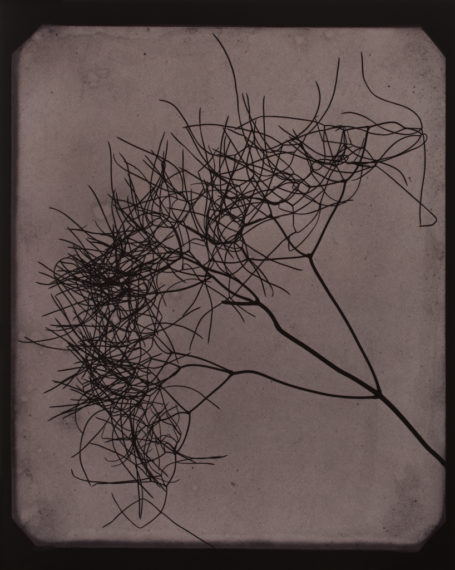 Wild Fennel, circa 1841-1842, 2009, toned gelatin-silver print