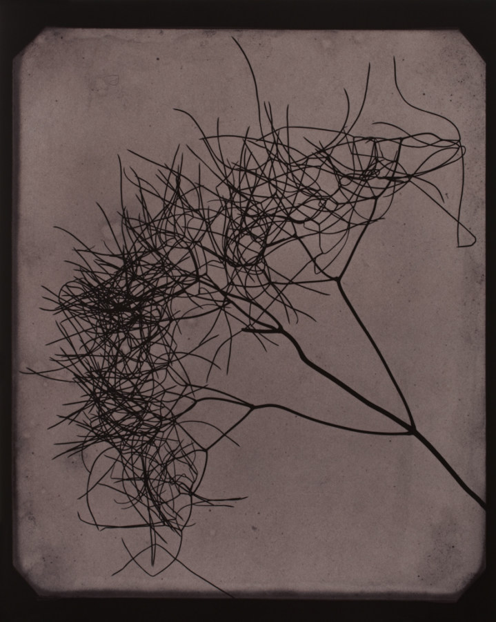 Toned photograph of a sprig of twig-like branching fennel plant