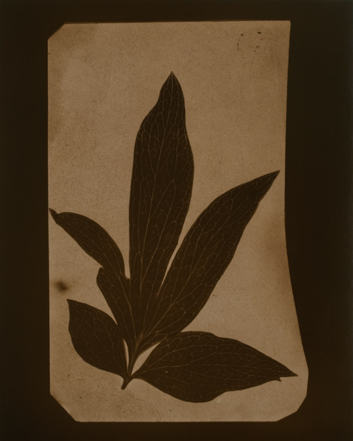 Tan-toned photograph of a sprig of elongated leaves.