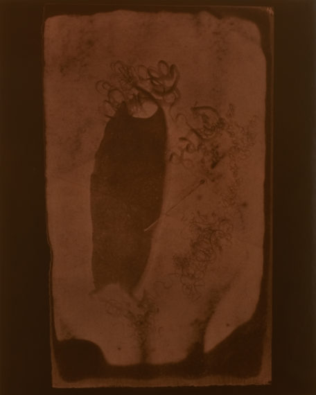 Shark Egg Case, circa 1840-1845, 2009, toned gelatin-silver print