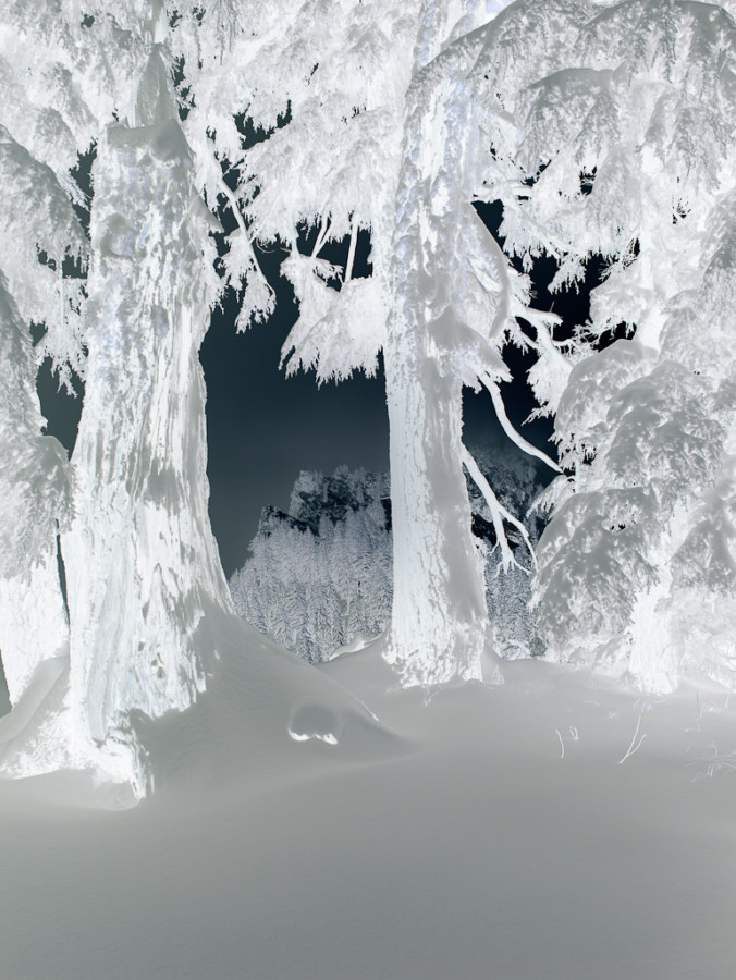 Inverted black and white photograph of pine trees in a snowdrift