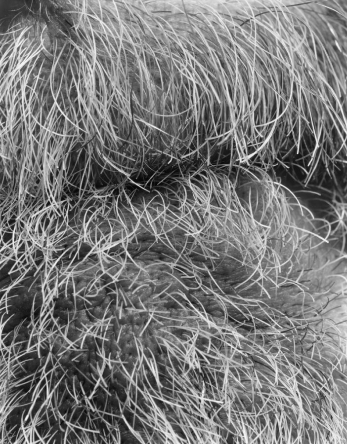 Black-and-white close-up photograph of beard hairs around a mouth