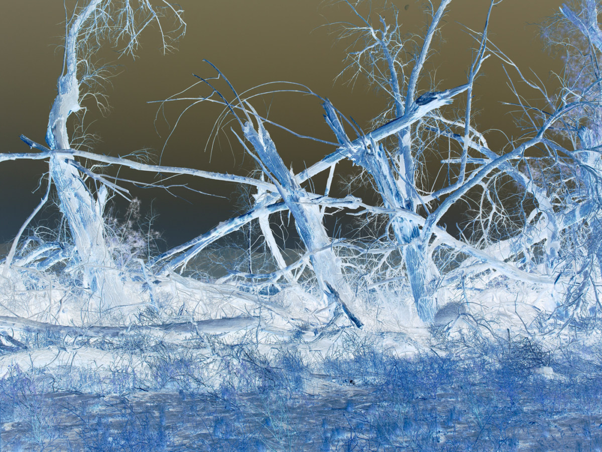 Inverted color photograph of fallen and broken tree limbs resting on bare trees