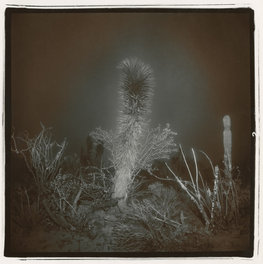 Black-and-white square photograph at night of a tall yucca plant amid shorter desert plants