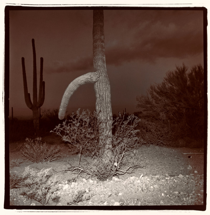 Black-and-white square photograph at night of a saguaro cactus with a drooping offshoot