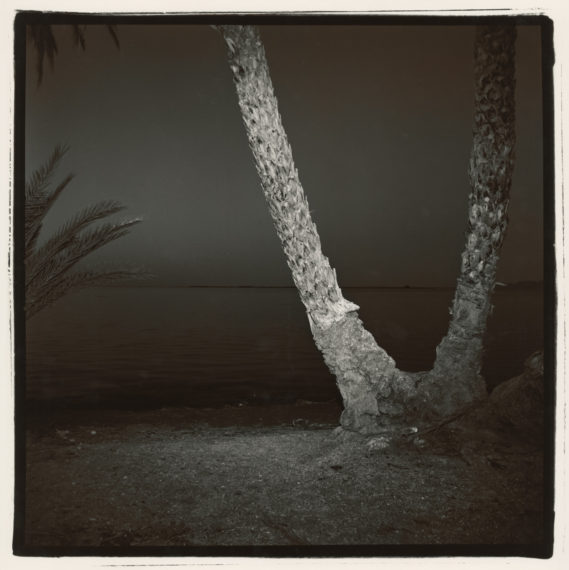 Untitled (Palm #7, Baja), 1977, split-toned selenium gelatin-silver print