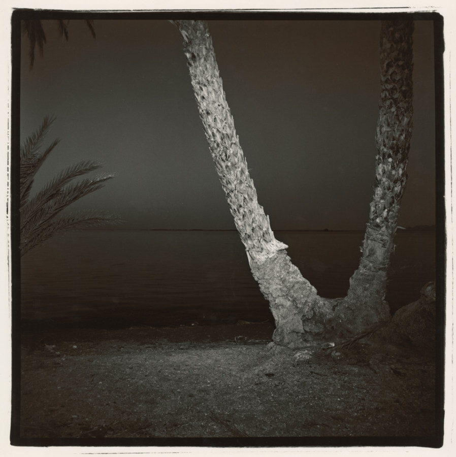 Black-and-white square photograph at night of the base of a palm tree with two branching trunks