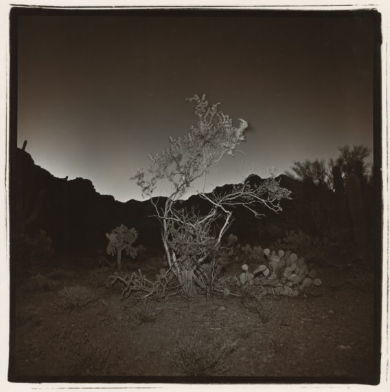Untitled (Burning Bush #2, Arizona), 1976, split-toned selenium gelatin-silver print