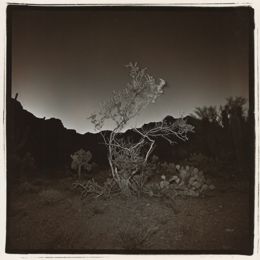 Black-and-white square photograph at night of a small scraggly tree before a silhouetted mountain background with a faintly glowing horizon