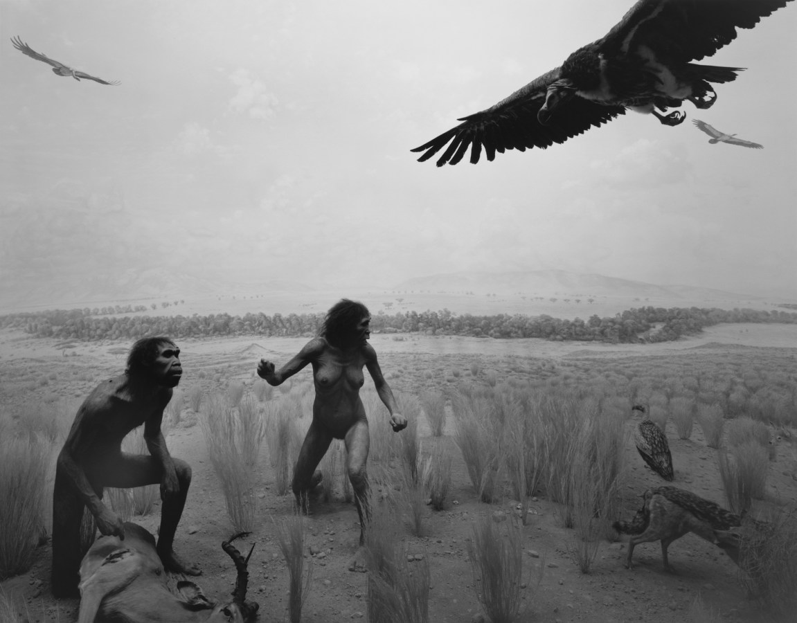 Black-and-white photograph of a museum diorama of two early humans confronting a group of vultures on a savannah