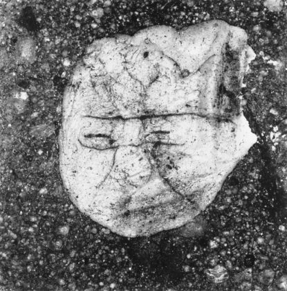 Underfoot XXXIII, New York, 2000, gelatin-silver print