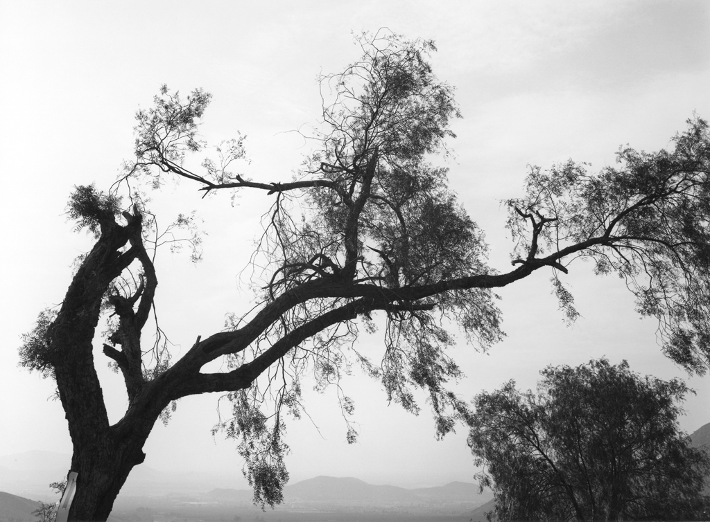 Black-and-white photograph of a broken tree against a smoggy sky