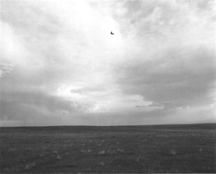 A black and white photograph of an open field with a single bird in the center of a cloudy sky.