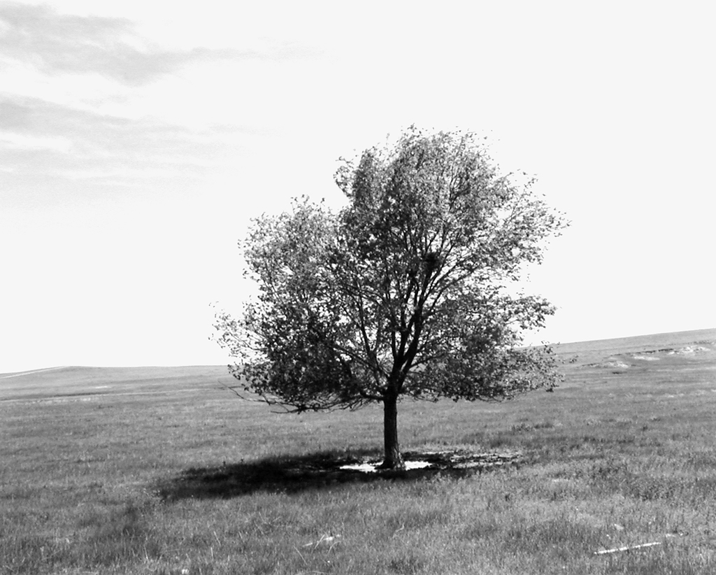 A black and white photograph of a lone tree in an open field against a brightly lit sky.
