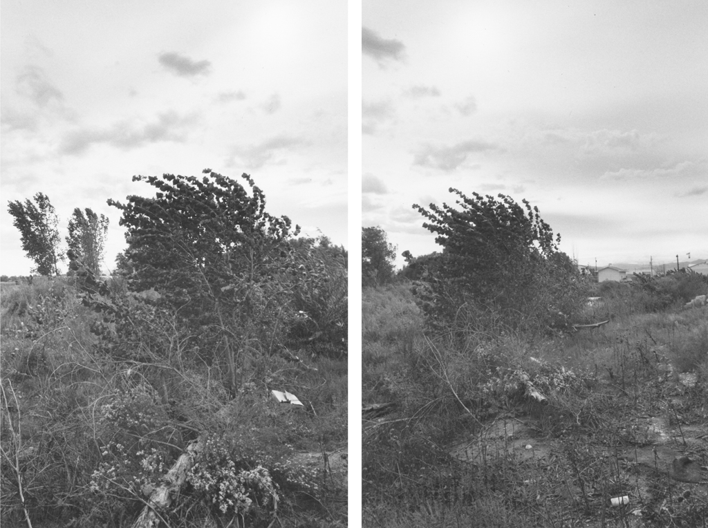 Two black-and-white photographs with a windswept tree and overcast sky.