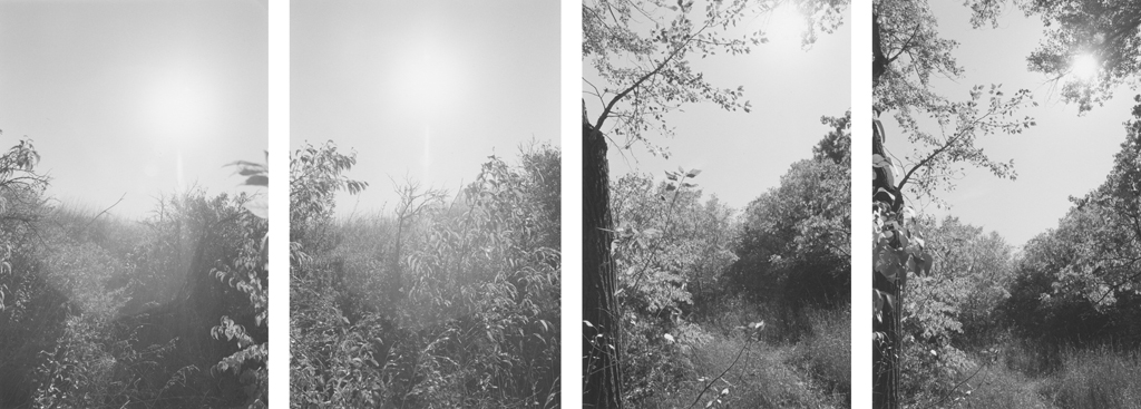 Four black-and-white photographs with leafy tree branches and a brightly lit sky.