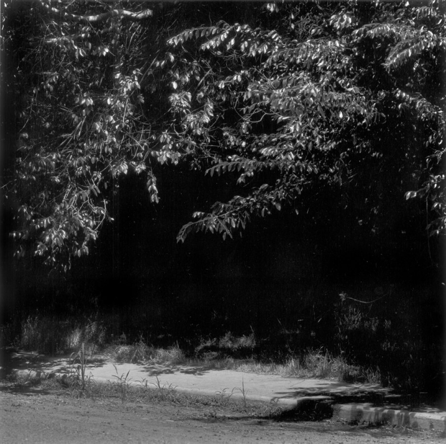Black-and-white photograph of an overgrown tree and sidewalk at night