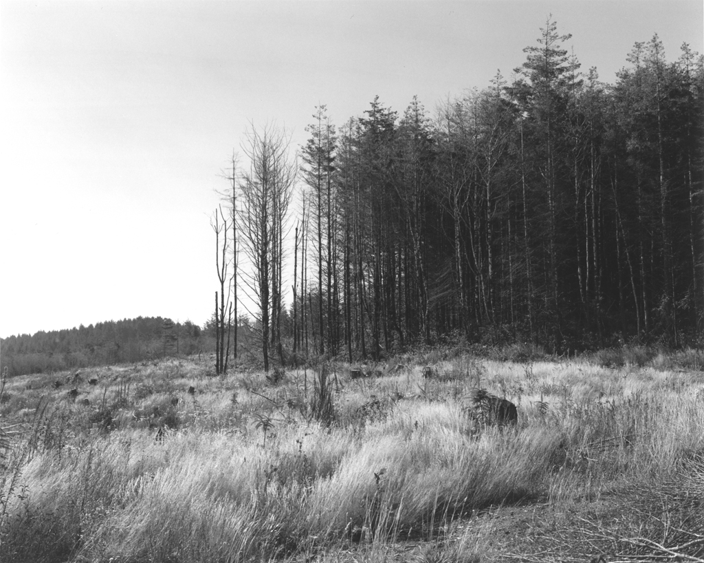 Black-and-white photograph with grass in the foreground and a line of dense trees in the right portion of the image