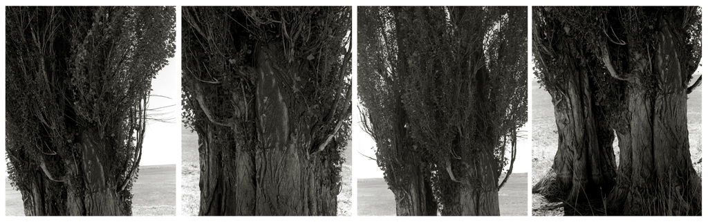 Four black-and-white vertical photographs showing details of tree trunks