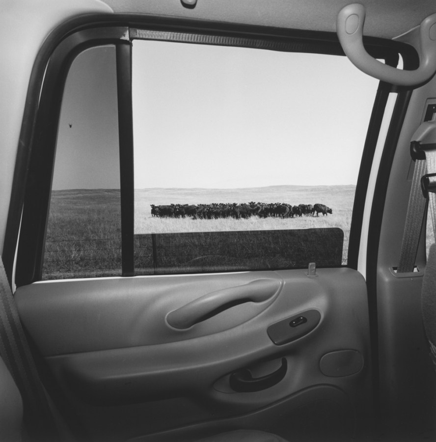 Black and white photograph out the window of a car of a group of cows