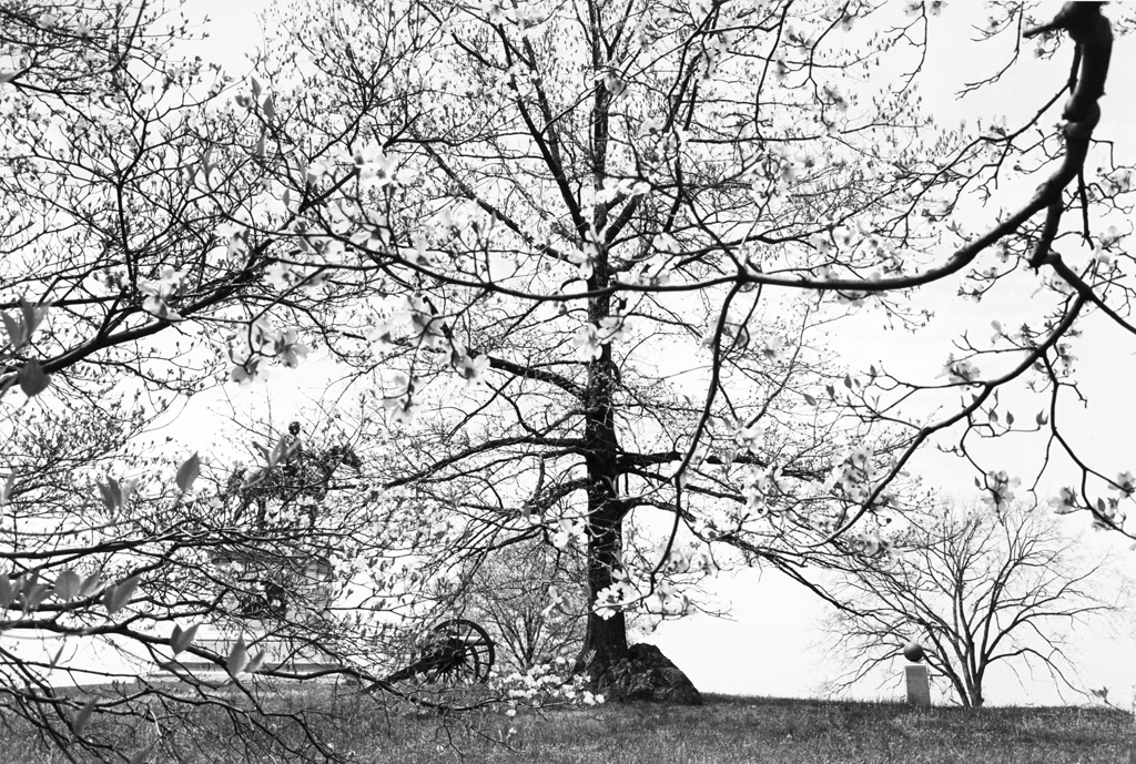 Black and white photograph of a monument obscured by trees