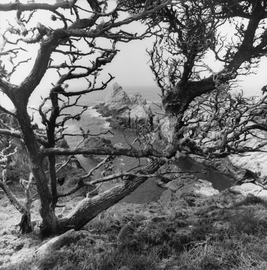 Black-and-white photograph of bare trees and a rocky shore in the background