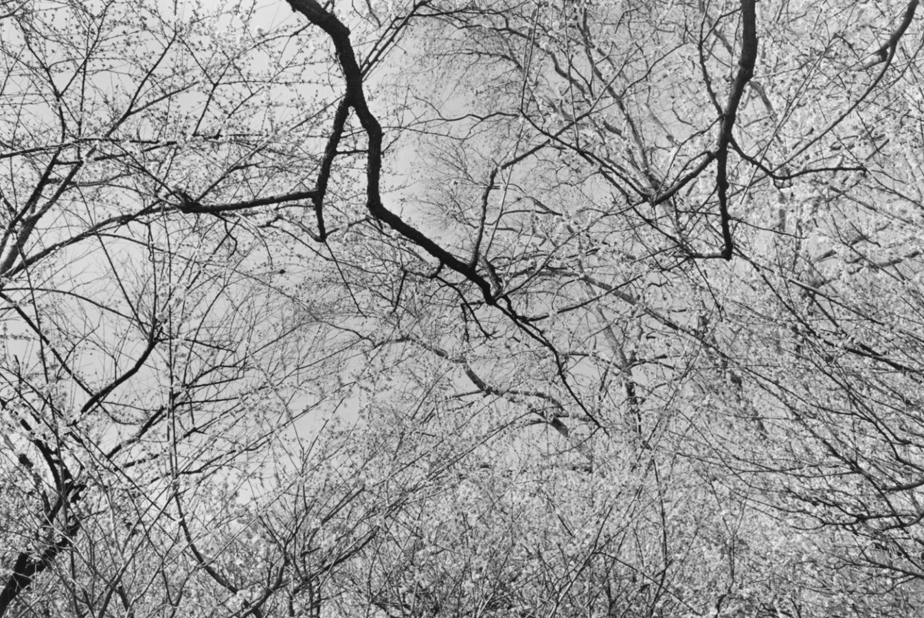 Black-and-white photograph looking upwards at bare tree branches