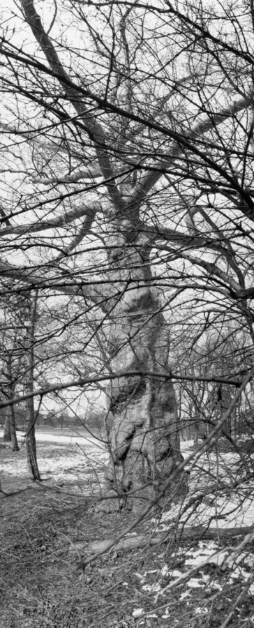 Black-and-white vertical photograph looking u at a tall bare tree
