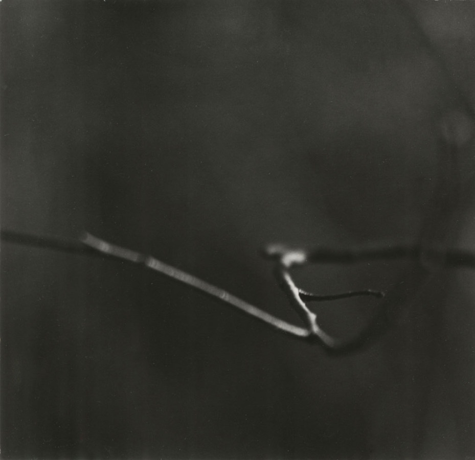Black-and-white photograph of a thin zig-zagging bare branch