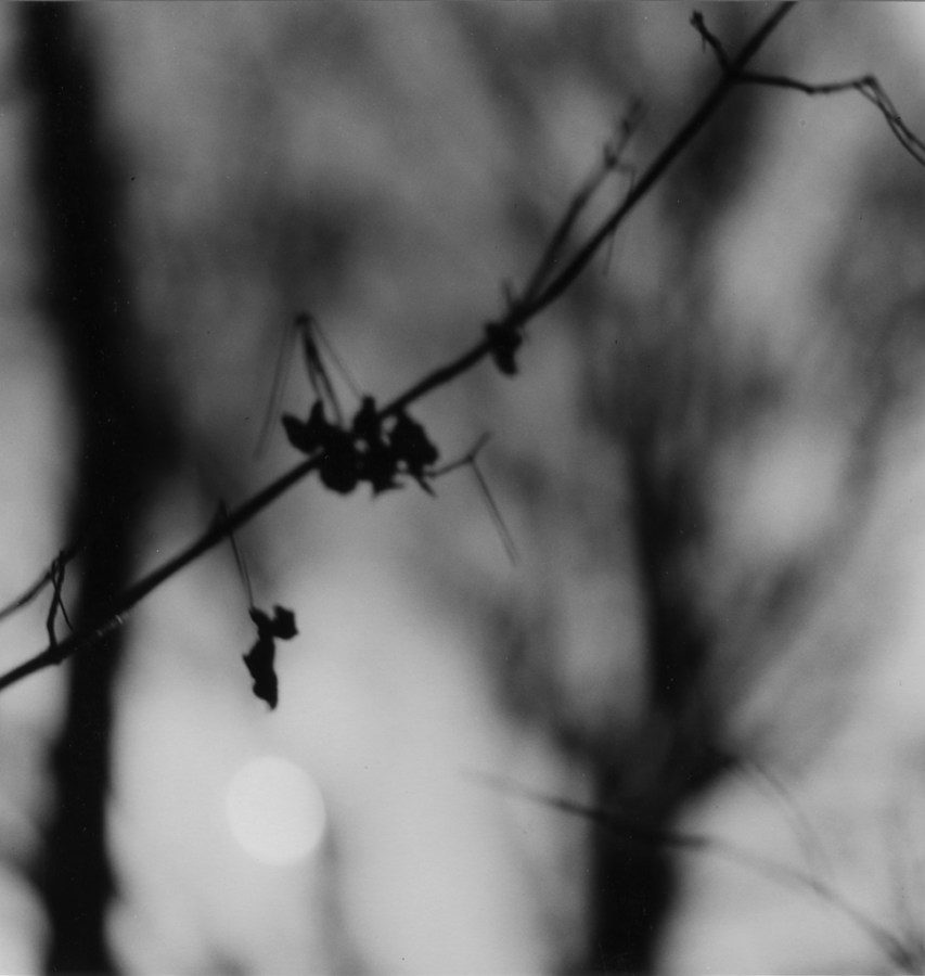 Black-and-white photograph of a thin branch against a blurred background of trees and sky