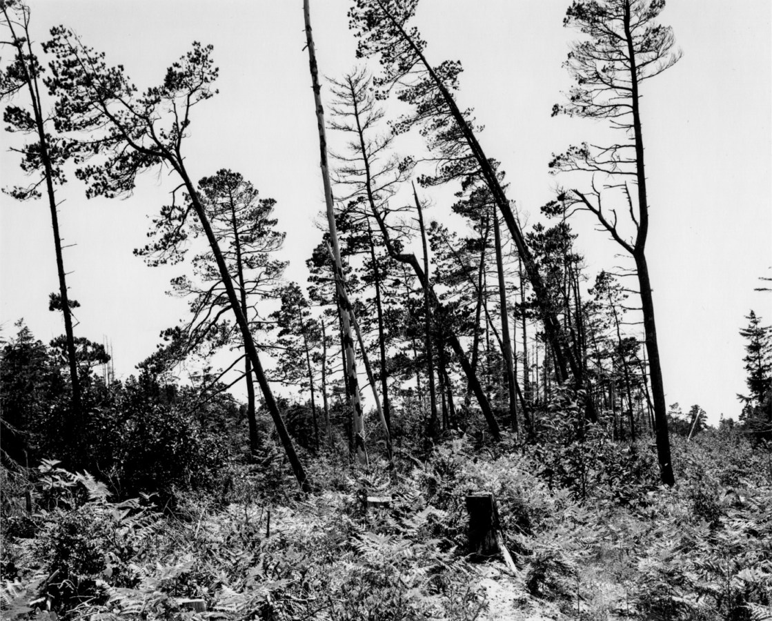 A black and white photograph of leaning trees with no leaves, and tree stumps against a clear sky.