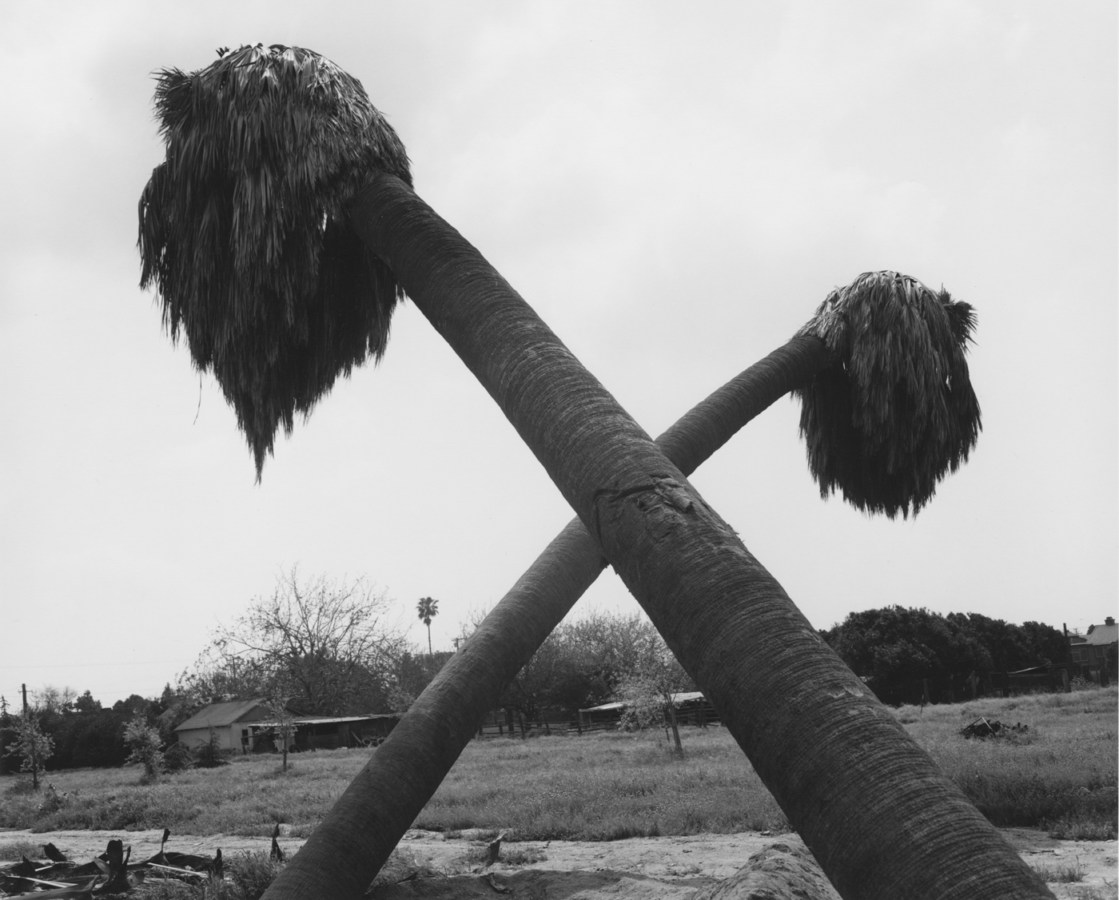 Black-and-white photograph of two leaning palm trees crossed to form an "x"