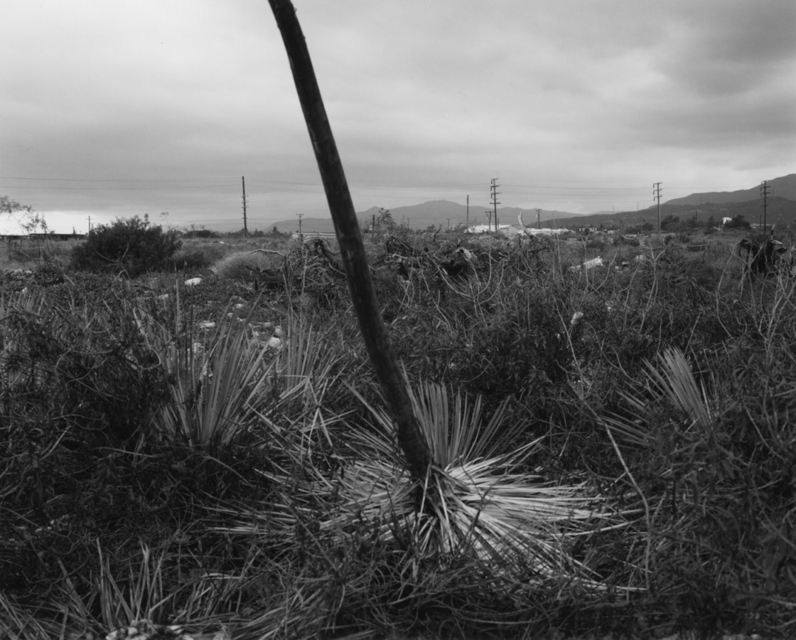 Black-and-white photograph of a large plant in the center of the frame against a cloudy sky