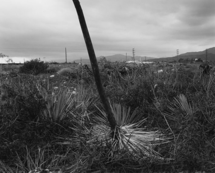 Century plant, near Ontario, California, 1983, gelatin-silver print