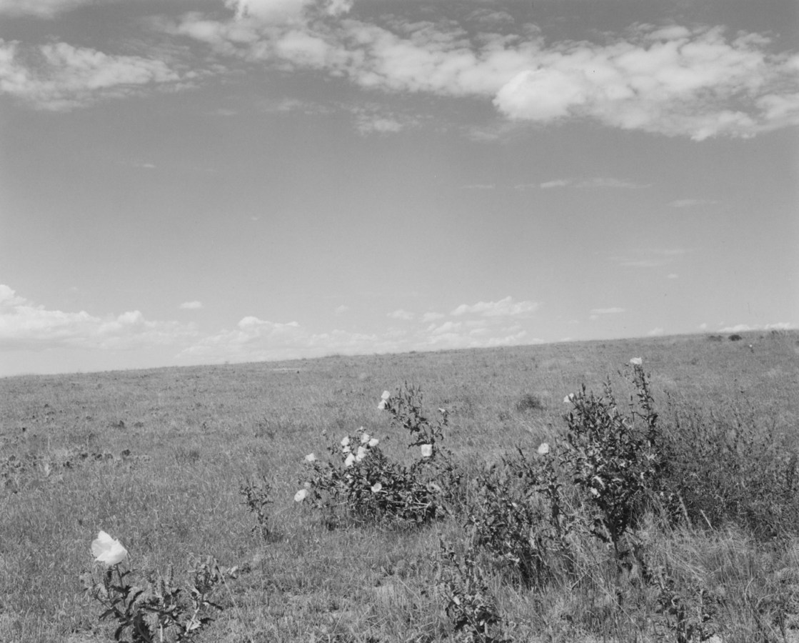 A black and white photograph with flowers in the foreground and a bright sky with scattered clouds.