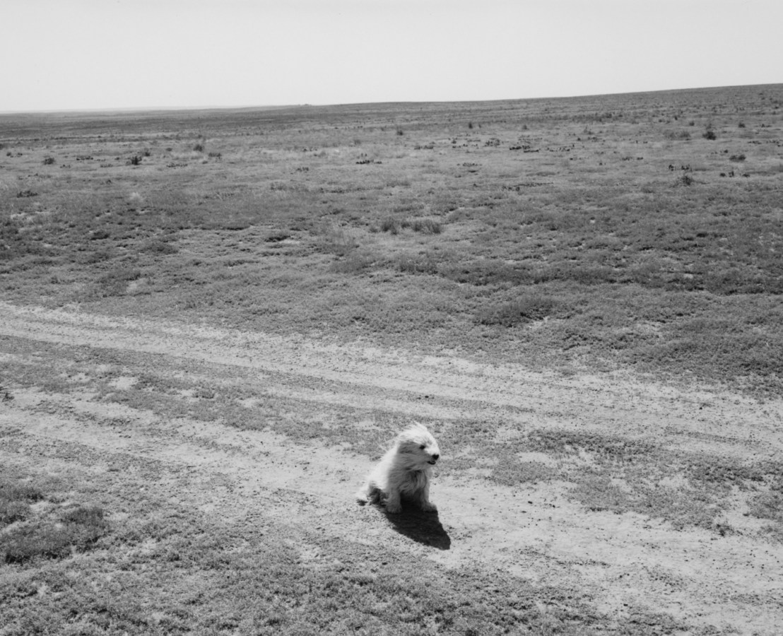 A black and white photograph of a small white dog sitting in the middle of a dirt road.