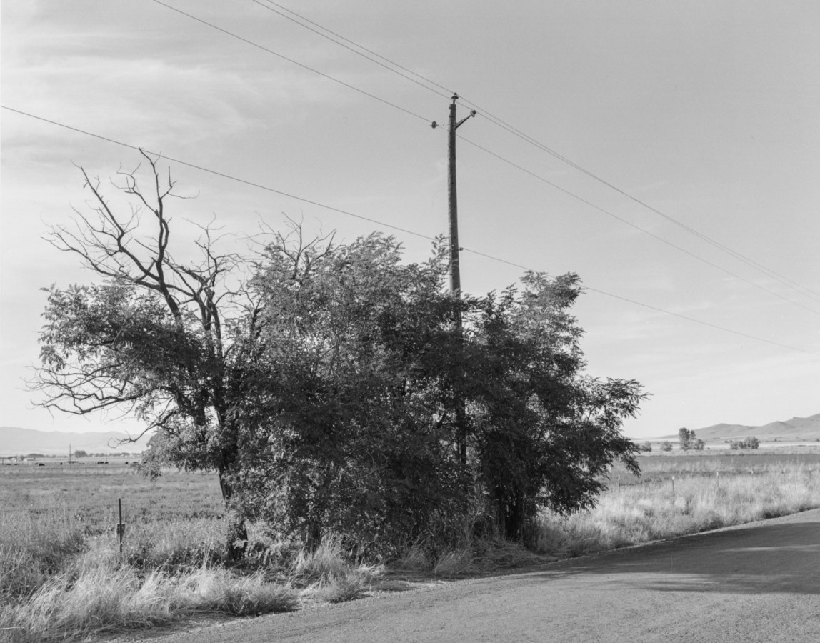 Black-and-white photograph of trees at the edge of a road with a telephone pole and telephone wires overhead