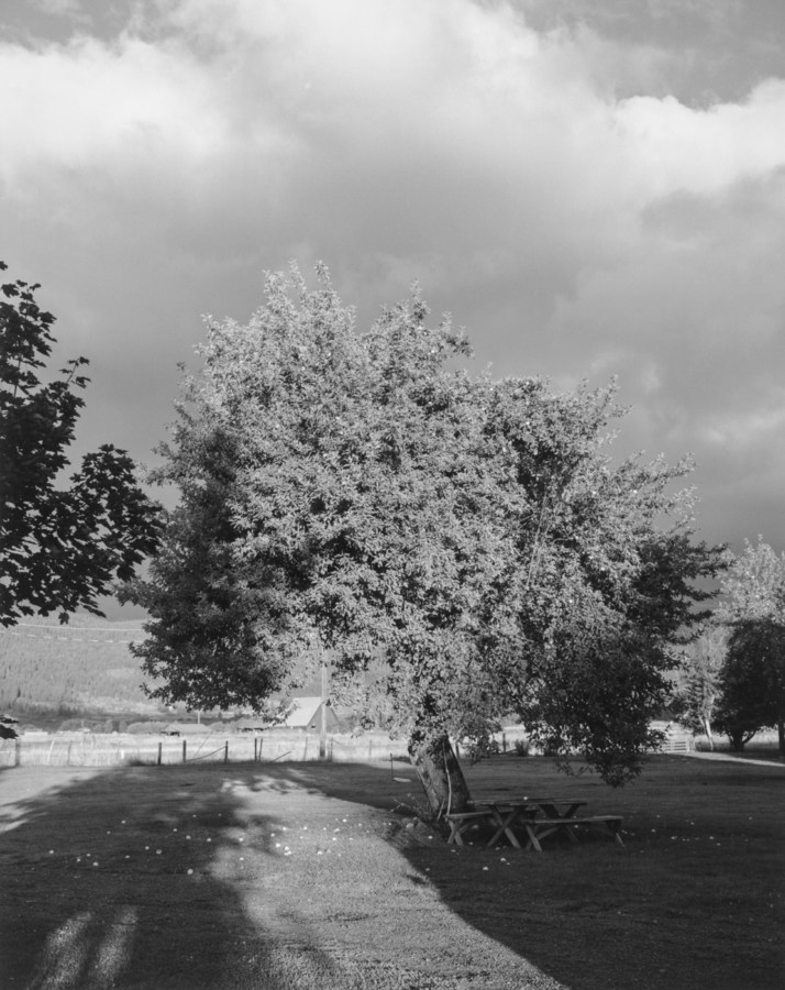Black-and-white vertical photograph of a tree with picnic tables beneath it and storm clouds in the sky