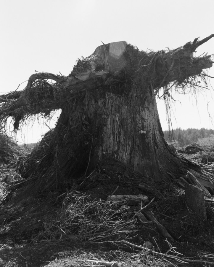Black-and-white photograph of a large tree stump against a brightly lit sky